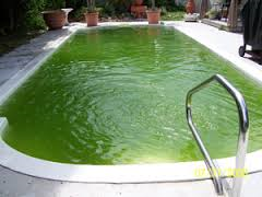 Pool with Algae